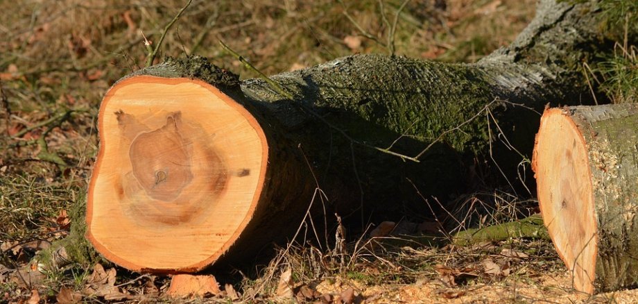 Abgesägter Baum