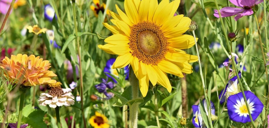 Sommerblumenwiese